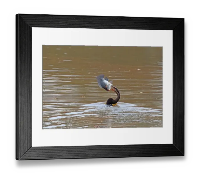 Framed Print : African Darter (Anhinga rufa) adult, feeding, swimming with fish in beak, Mlilwane Game Reserve, Swaziland