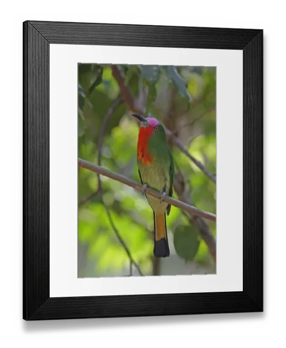 Framed Print : Red-bearded Bee-eater (Nyctyornis amictus) adult male, perched on branch, Kaeng Krachan N. P. Thailand, february Framed Print : Red-bearded Bee-eater (Nyctyornis amictus) adult male, perched on branch, Kaeng Krachan N. P. Thailand, february