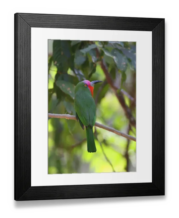 Framed Print : Red-bearded Bee-eater (Nyctyornis amictus) adult male, perched on branch, Kaeng Krachan N. P. Thailand, february Framed Print : Red-bearded Bee-eater (Nyctyornis amictus) adult male, perched on branch, Kaeng Krachan N. P. Thailand, february