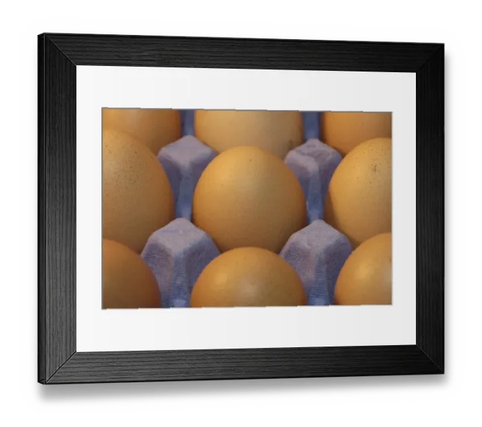 Framed Print : Domestic Chicken, freerange eggs in egg tray, England