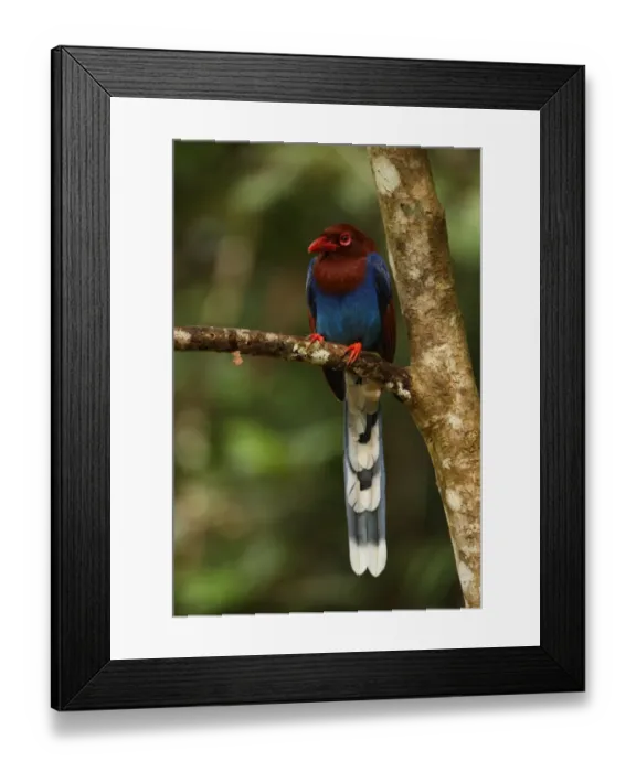 Framed Print : Ceylon Magpie (Urocissa ornata) adult, perched on branch, Sinharaja Forest N. P. Sri Lanka, december Framed Print : Ceylon Magpie (Urocissa ornata) adult, perched on branch, Sinharaja Forest N. P. Sri Lanka, december