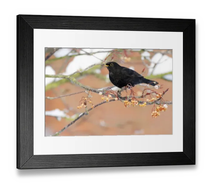 Framed Print : European Blackbird (Turdus merula) adult male, feeding on rowan berries in snow, West Midlands, England, december Framed Print : European Blackbird (Turdus merula) adult male, feeding on rowan berries in snow, West Midlands, England, december
