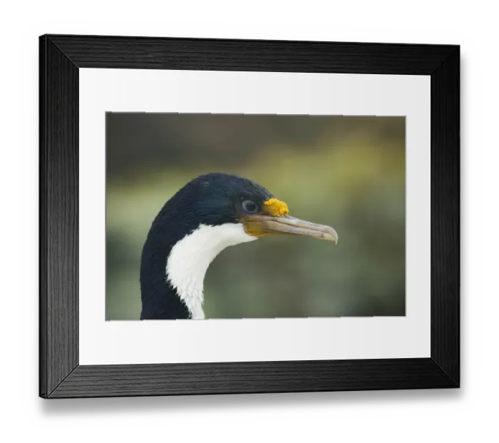 Framed Print : Imperial Shag (Phalacrocorax atriceps albiventer) adult, close-up of head, New Island, Falkland Islands