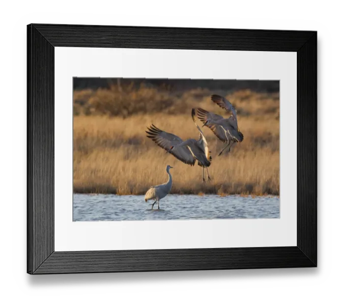 Framed Print : Sandhill Crane (Grus canadensis) adult pair, in flight, landing in water beside another adult, Bosque del Apache National Wildlife Refuge, New Mexico, U. S. A. november