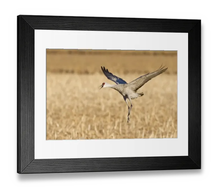 Framed Print : Sandhill Crane (Grus canadensis) adult, in flight, calling and landing in cornfield, Bosque del Apache National Wildlife Refuge, New Mexico, U. S. A. december