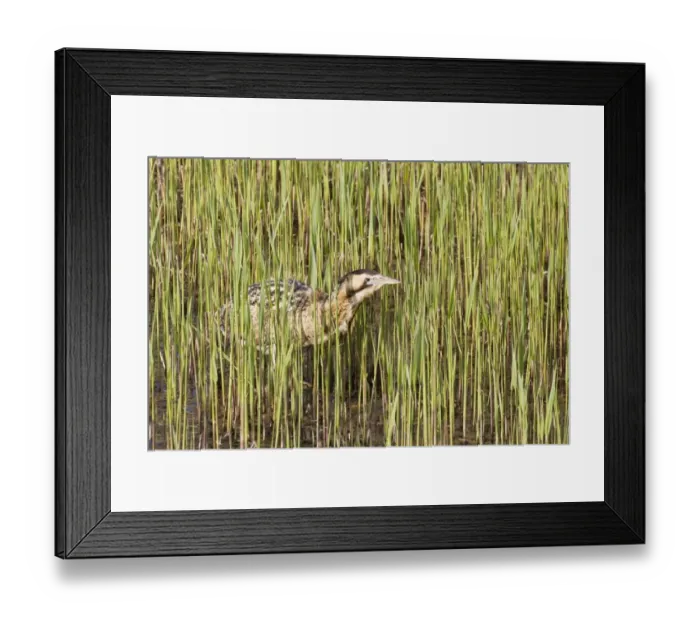 Framed Print : Great Bittern (Botaurus stellaris) adult, standing in reedbed, Minsmere RSPB Reserve, Suffolk, England, april