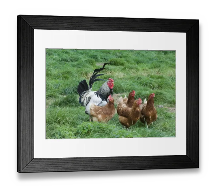 Framed Print : Domestic Chicken, freerange cockerel and hens, standing on grass, Cornwall, England, september Framed Print : Domestic Chicken, freerange cockerel and hens, standing on grass, Cornwall, England, september