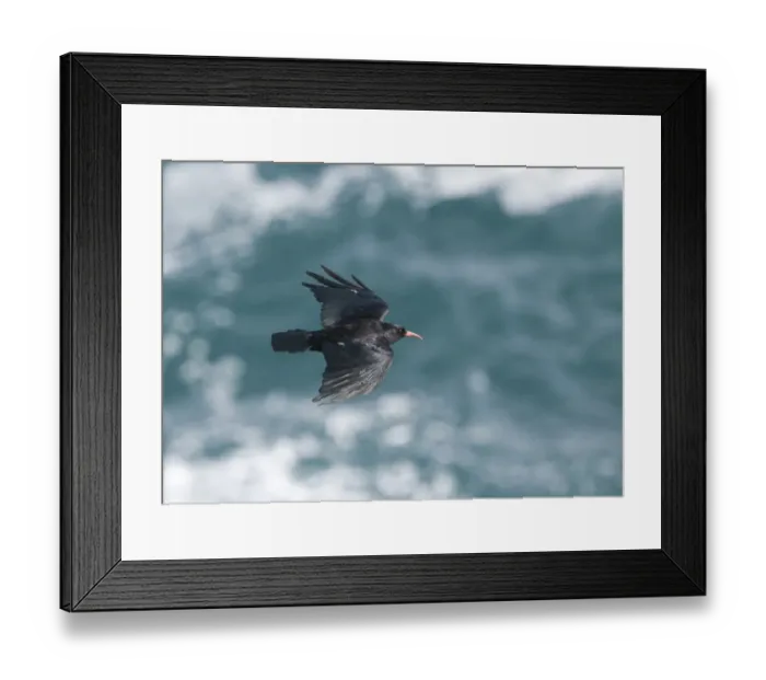 Framed Print : Red-billed Chough (Pyrrhocorax pyrrhocorax) adult, in flight over sea, Ramsey Island RSPB Reserve, Pembrokeshire, Wales, july Framed Print : Red-billed Chough (Pyrrhocorax pyrrhocorax) adult, in flight over sea, Ramsey Island RSPB Reserve, Pembrokeshire, Wales, july