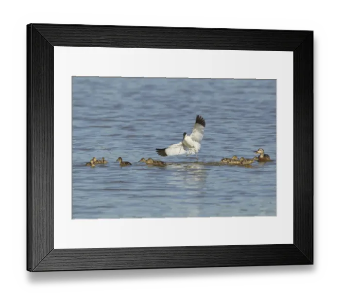 Framed Print : Eurasian Avocet (Recurvirostra avocetta) adult, in flight, attacking Mallard Duck (Anas platyrhynchos) adult female and ducklings crossing territory, Minsmere RSPB Reserve, Suffolk, England, may Framed Print : Eurasian Avocet (Recurvirostra avocetta) adult, in flight, attacking Mallard Duck (Anas platyrhynchos) adult female and ducklings crossing territory, Minsmere RSPB Reserve, Suffolk, England, may