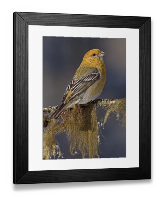 Framed Print : Pine Grosbeak (Pinicola enucleator) adult female, perched on lichen covered twig, Lapland, Finland, march Framed Print : Pine Grosbeak (Pinicola enucleator) adult female, perched on lichen covered twig, Lapland, Finland, march