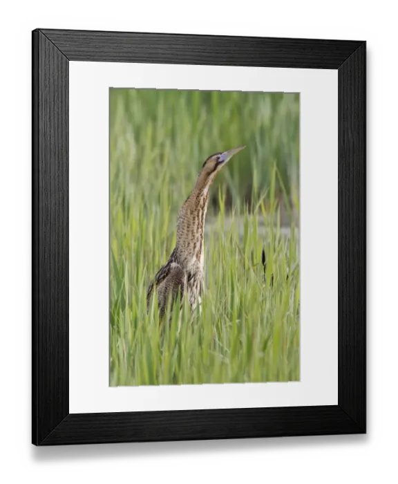 Framed Print : Great Bittern (Botaurus stellaris) adult, standing in reedbed, Minsmere RSPB Reserve, Suffolk, England, april Framed Print : Great Bittern (Botaurus stellaris) adult, standing in reedbed, Minsmere RSPB Reserve, Suffolk, England, april