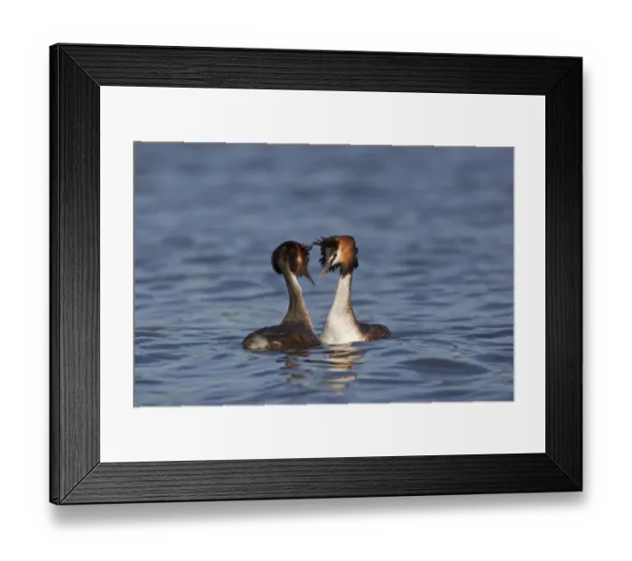 Framed Print : Great Crested Grebe (Podiceps cristatus) adult pair, head shaking, in courtship display on water, River Thames, Henley-on-Thames, Thames Valley, Oxfordshire, England, april Framed Print : Great Crested Grebe (Podiceps cristatus) adult pair, head shaking, in courtship display on water, River Thames, Henley-on-Thames, Thames Valley, Oxfordshire, England, april