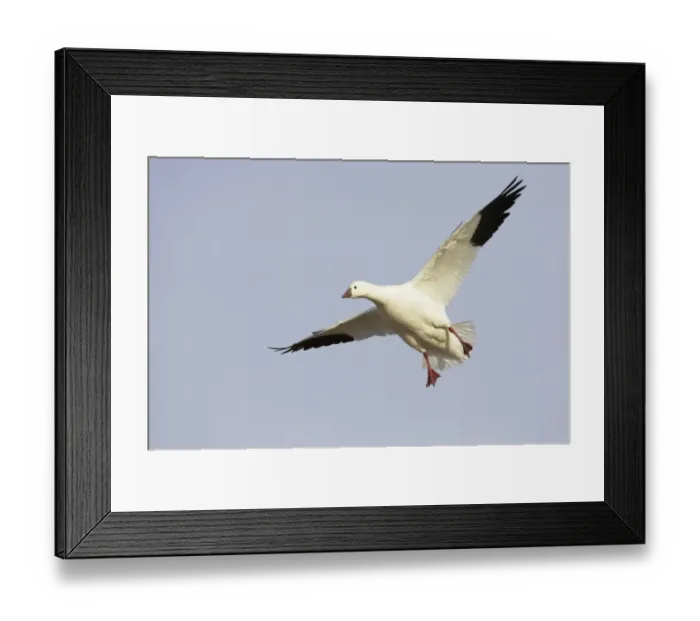 Framed Print : Ross's Goose (Anser rossii) adult, in flight, landing, Bosque del Apache National Wildlife Refuge, New Mexico, U. S. A Framed Print : Ross's Goose (Anser rossii) adult, in flight, landing, Bosque del Apache National Wildlife Refuge, New Mexico, U. S. A