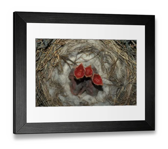 Framed Print : Carrion Crow (Corvus corone) Three young with mouths open