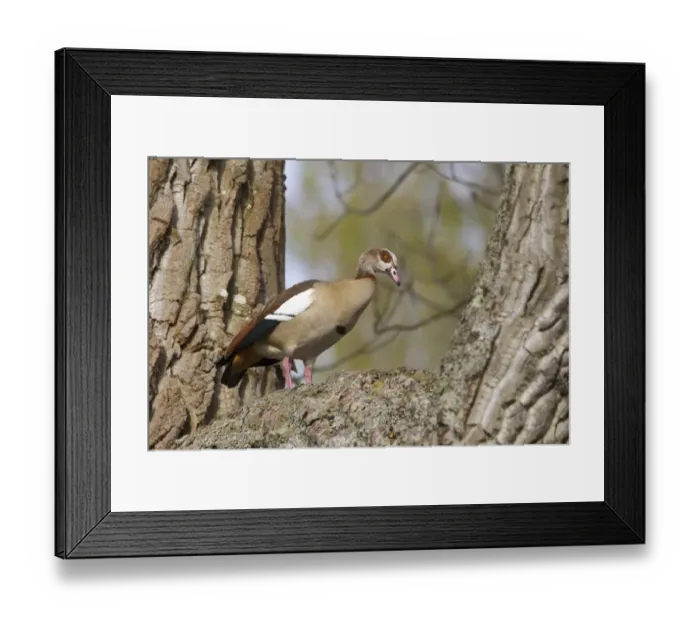 Framed Print : Egyptian Goose (Alopochen aegyptiacus) introduced species, adult male, standing in tree, Henley-on-Thames, Thames Valley, Oxfordshire, England, april Framed Print : Egyptian Goose (Alopochen aegyptiacus) introduced species, adult male, standing in tree, Henley-on-Thames, Thames Valley, Oxfordshire, England, april