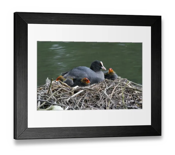Framed Print : Common Coot (Fulica atra) adult with chicks, sitting at nest on lake, Leicestershire, England, june Framed Print : Common Coot (Fulica atra) adult with chicks, sitting at nest on lake, Leicestershire, England, june