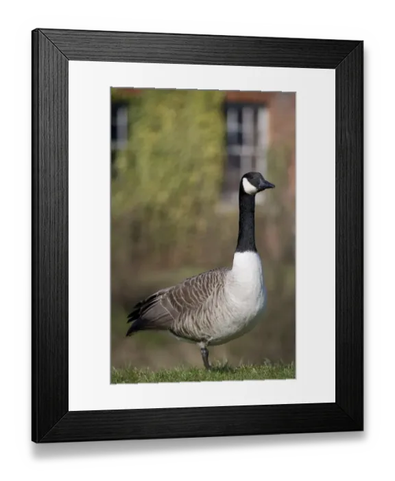 Framed Print : Canada Goose (Branta canadensis) introduced species, adult, standing in urban parkland, Gosport, Hampshire, England, february