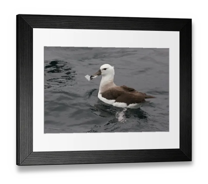 Framed Print : Black-browed Albatross (Thalassarche melanophrys) immature, first winter plumage, carrying feather in beak at sea, off Quintero, Chile, november Framed Print : Black-browed Albatross (Thalassarche melanophrys) immature, first winter plumage, carrying feather in beak at sea, off Quintero, Chile, november