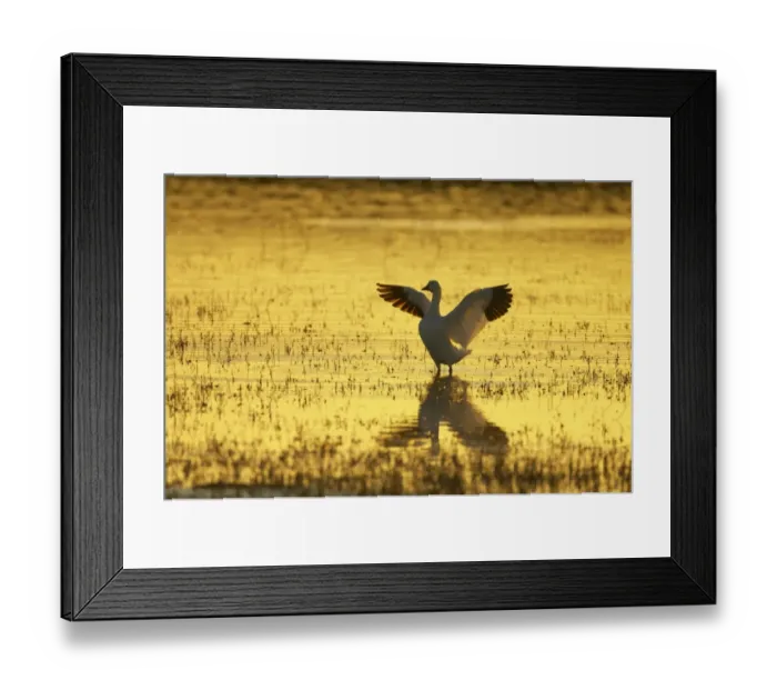 Framed Print : Snow Goose (Chen caerulescens) adult, with wings spread, standing in water at sunset, Bosque del Apache National Wildlife Refuge, New Mexico, U. S. A Framed Print : Snow Goose (Chen caerulescens) adult, with wings spread, standing in water at sunset, Bosque del Apache National Wildlife Refuge, New Mexico, U. S. A