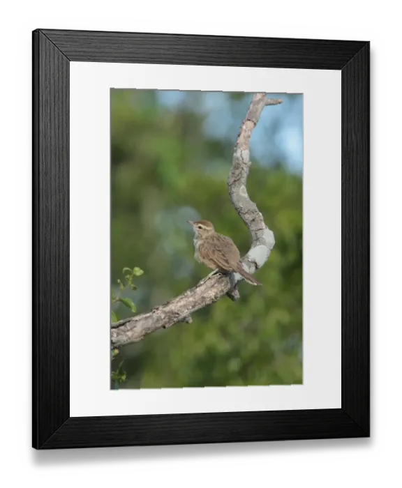 Framed Print : Firewood-gatherer (Anumbius annumbi) juvenile, perched on branch, El Palenque, Buenos Aires Province, Argentina, december Framed Print : Firewood-gatherer (Anumbius annumbi) juvenile, perched on branch, El Palenque, Buenos Aires Province, Argentina, december