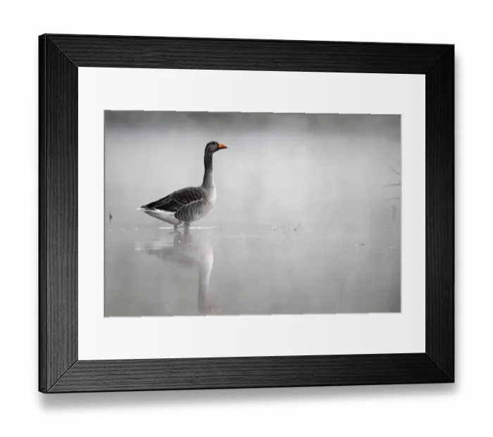Framed Print : Greylag Goose (Anser anser) adult, standing in water in mist, Midlands, England, april Framed Print : Greylag Goose (Anser anser) adult, standing in water in mist, Midlands, England, april