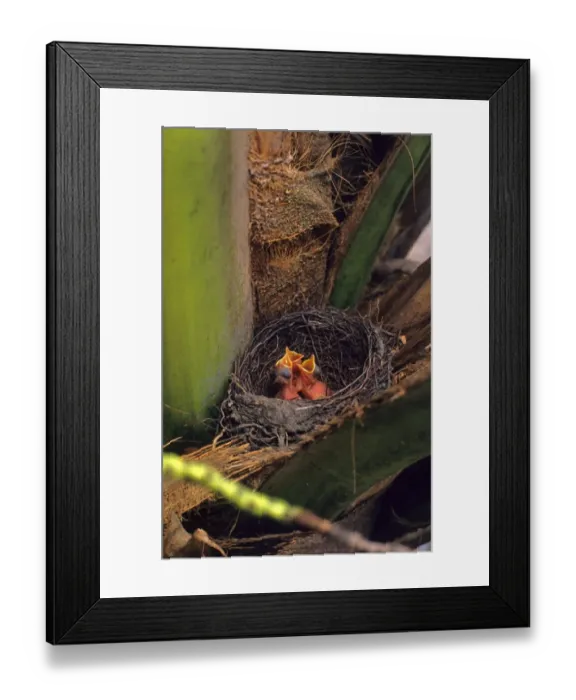 Framed Print : Rufous-bellied Thrush (Turdus rufiventris) chicks, begging in nest, nesting in palm tree, Brazil Framed Print : Rufous-bellied Thrush (Turdus rufiventris) chicks, begging in nest, nesting in palm tree, Brazil