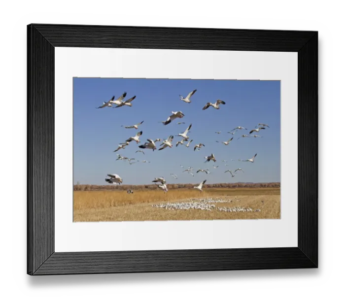 Framed Print : Snow Goose (Chen caerulescens) flock, in flight, taking off from cornfield, Bosque del Apache National Wildlife Refuge, New Mexico, U. S. A. november