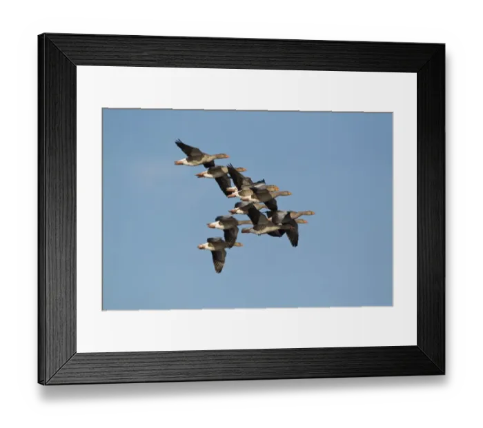 Framed Print : Greylag Goose (Anser anser) flock, in flight, Minsmere RSPB Reserve, Suffolk, England, september Framed Print : Greylag Goose (Anser anser) flock, in flight, Minsmere RSPB Reserve, Suffolk, England, september