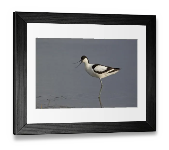 Framed Print : Eurasian Avocet (Recurvirostra avocetta) adult, calling, standing in shallow pool, Minsmere RSPB Reserve, Suffolk, England, june Framed Print : Eurasian Avocet (Recurvirostra avocetta) adult, calling, standing in shallow pool, Minsmere RSPB Reserve, Suffolk, England, june
