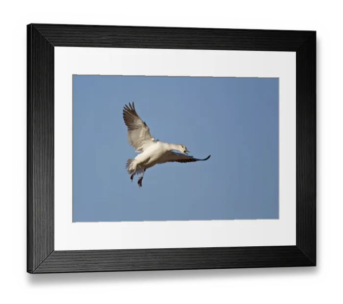 Framed Print : Snow Goose (Chen caerulescens) juvenile, in flight, calling whilst landing, Bosque del Apache National Wildlife Refuge, New Mexico, U. S. A. december Framed Print : Snow Goose (Chen caerulescens) juvenile, in flight, calling whilst landing, Bosque del Apache National Wildlife Refuge, New Mexico, U. S. A. december