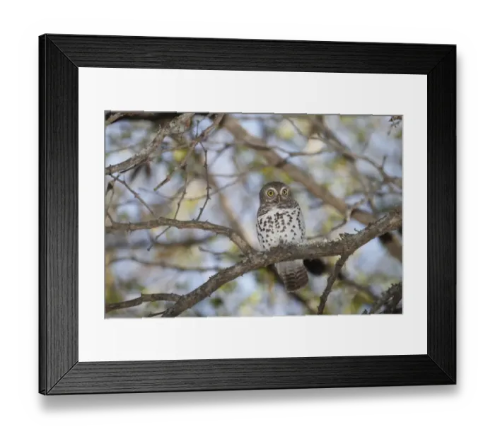 Framed Print : African Barred Owlet (Glaucidium capense) adult, perched on branch, roosting during daytime, Sabi Sand Game Reserve, Mpumalanga, South Africa Framed Print : African Barred Owlet (Glaucidium capense) adult, perched on branch, roosting during daytime, Sabi Sand Game Reserve, Mpumalanga, South Africa