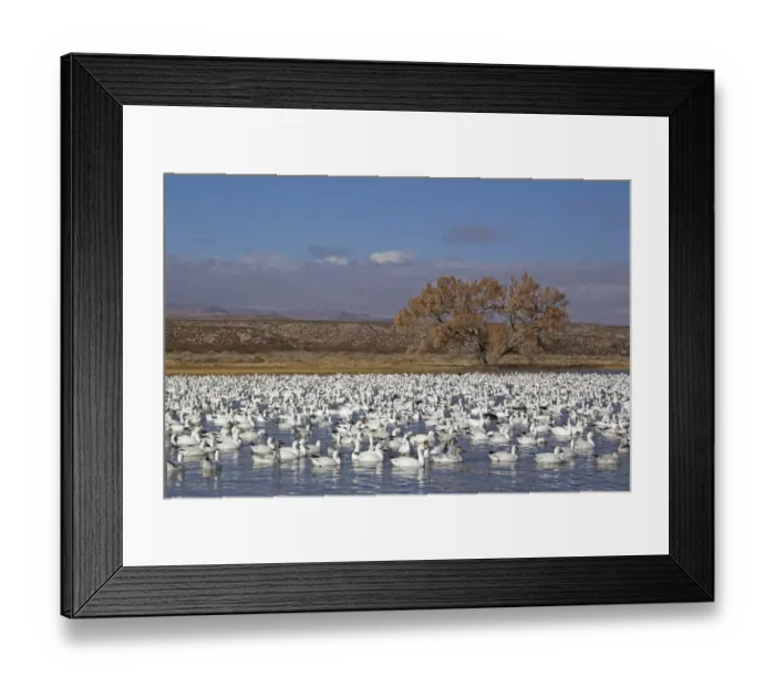 Framed Print : Snow Goose (Chen caerulescens) flock, adults and juveniles swimming on lake, Bosque del Apache National Wildlife Refuge, New Mexico, U. S. A. december Framed Print : Snow Goose (Chen caerulescens) flock, adults and juveniles swimming on lake, Bosque del Apache National Wildlife Refuge, New Mexico, U. S. A. december