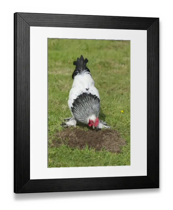 Framed Print : Domestic Chicken, Light Sussex, freerange cockerel, foraging on molehill, Essex, England, august Framed Print : Domestic Chicken, Light Sussex, freerange cockerel, foraging on molehill, Essex, England, august