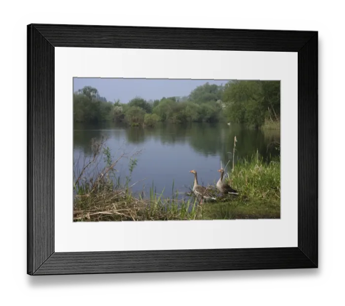 Framed Print : Greylag Goose (Anser anser) adult pair with goslings, standing at edge of lake habitat, Lee Valley Park, Hertfordshire, England, april Framed Print : Greylag Goose (Anser anser) adult pair with goslings, standing at edge of lake habitat, Lee Valley Park, Hertfordshire, England, april