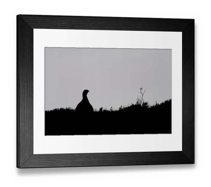 Framed Print : Red Grouse (Lagopus lagopus scoticus) adult male, silhouette on heather moorland, North Yorkshire, England, april Framed Print : Red Grouse (Lagopus lagopus scoticus) adult male, silhouette on heather moorland, North Yorkshire, England, april