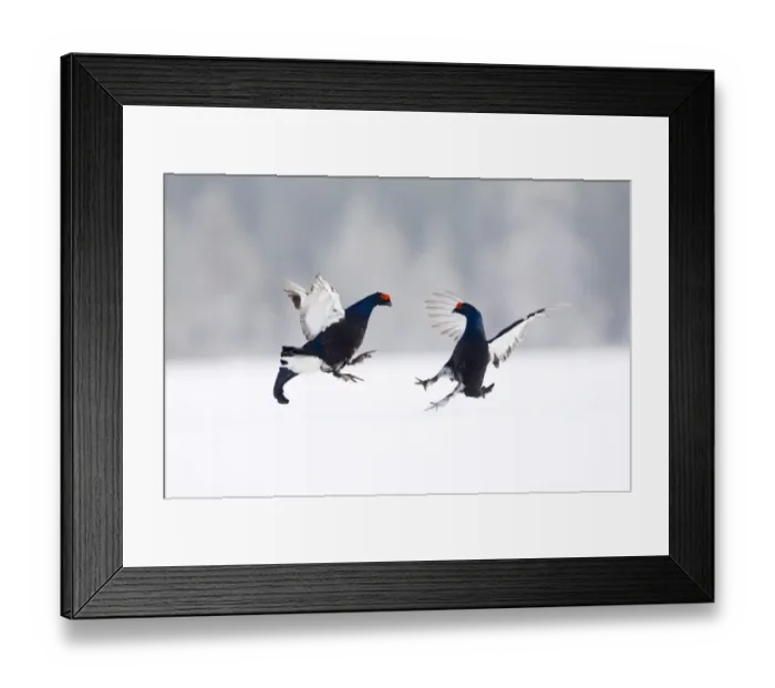 Framed Print : Black Grouse (Tetrao tetrix) two adult males, fighting at lek in snow, Finland, march Framed Print : Black Grouse (Tetrao tetrix) two adult males, fighting at lek in snow, Finland, march