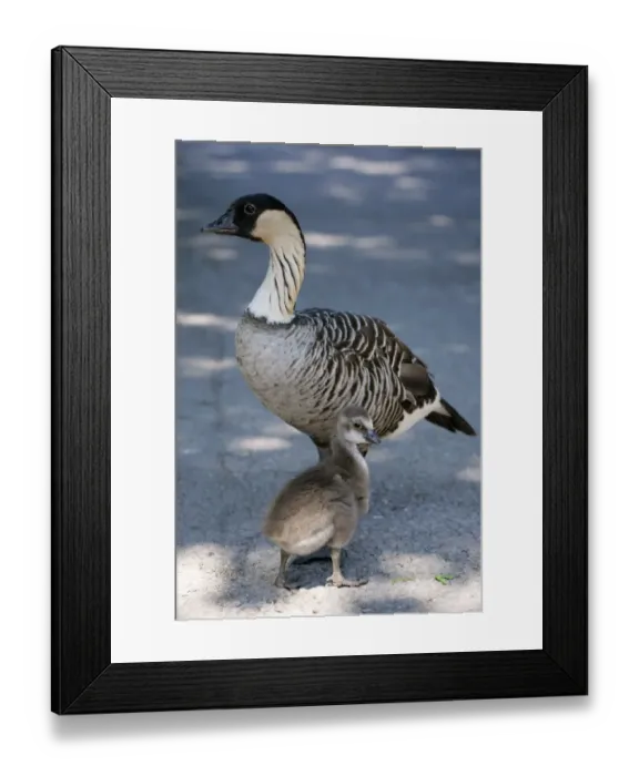 Framed Print : Hawaiian Goose (Branta sandvicensis) adult with gosling, standing (captive) Framed Print : Hawaiian Goose (Branta sandvicensis) adult with gosling, standing (captive)