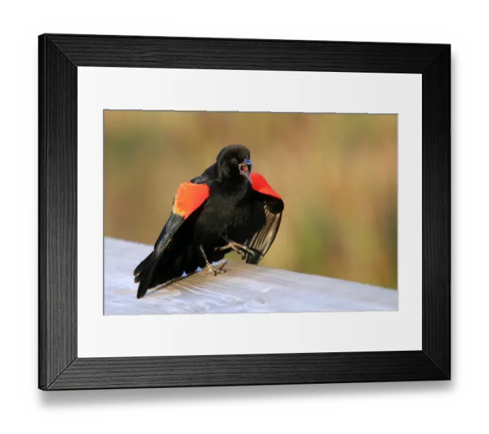 Framed Print : Red-winged Blackbird (Agelaius phoeniceus) adult male, calling and displaying, Florida, U. S. A