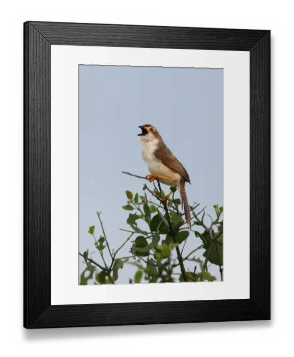 Framed Print : Yellow-eyed Babbler (Chrysomma sinense nasale) endemic race, adult male, singing, perched on bush, Sri Lanka, december Framed Print : Yellow-eyed Babbler (Chrysomma sinense nasale) endemic race, adult male, singing, perched on bush, Sri Lanka, december