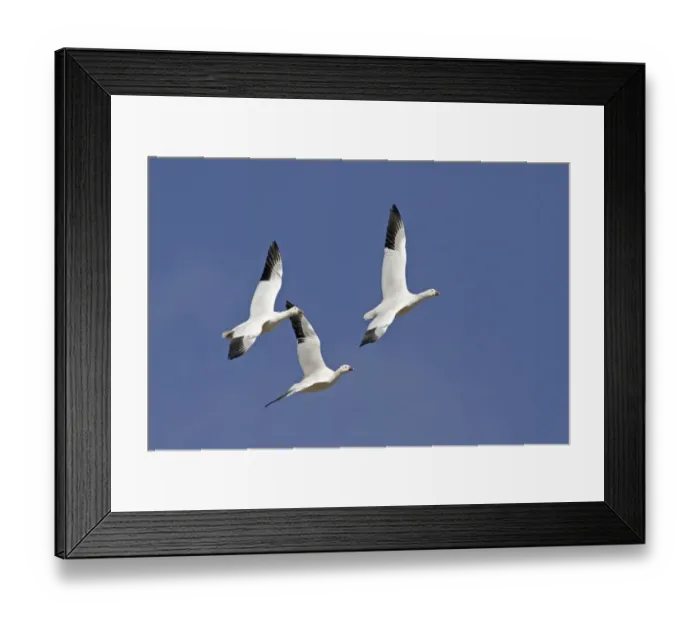 Framed Print : Ross's Goose (Anser rossii) three adults, in flight, Bosque del Apache National Wildlife Refuge, New Mexico, U. S. A. december Framed Print : Ross's Goose (Anser rossii) three adults, in flight, Bosque del Apache National Wildlife Refuge, New Mexico, U. S. A. december