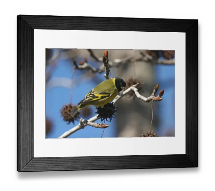 Framed Print : Hooded Siskin (Carduelis magellanica) adult male, feeding on seeds in tree, La Lucila, Buenos Aires Province, Argentina, july Framed Print : Hooded Siskin (Carduelis magellanica) adult male, feeding on seeds in tree, La Lucila, Buenos Aires Province, Argentina, july