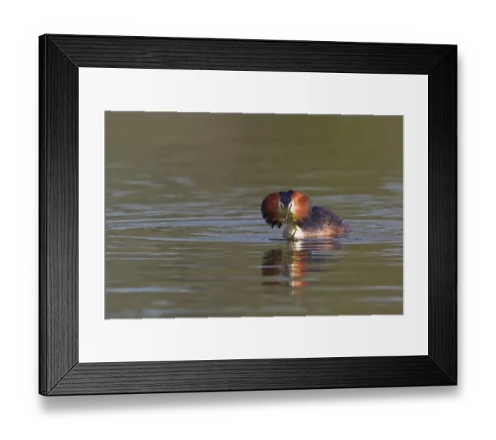 Framed Print : Great Crested Grebe (Podiceps cristatus) adult, with weed offering, in courtship display on water, River Thames, Henley-on-Thames, Thames Valley, Oxfordshire, England, april Framed Print : Great Crested Grebe (Podiceps cristatus) adult, with weed offering, in courtship display on water, River Thames, Henley-on-Thames, Thames Valley, Oxfordshire, England, april