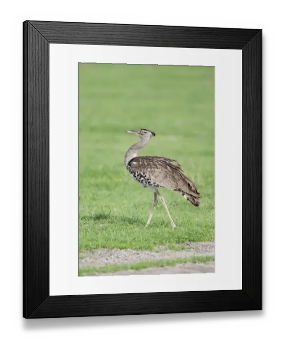 Framed Print : Kori Bustard (Ardeotis kori) adult male, walking on grassland, Savute, Chobe N. P. Botswana