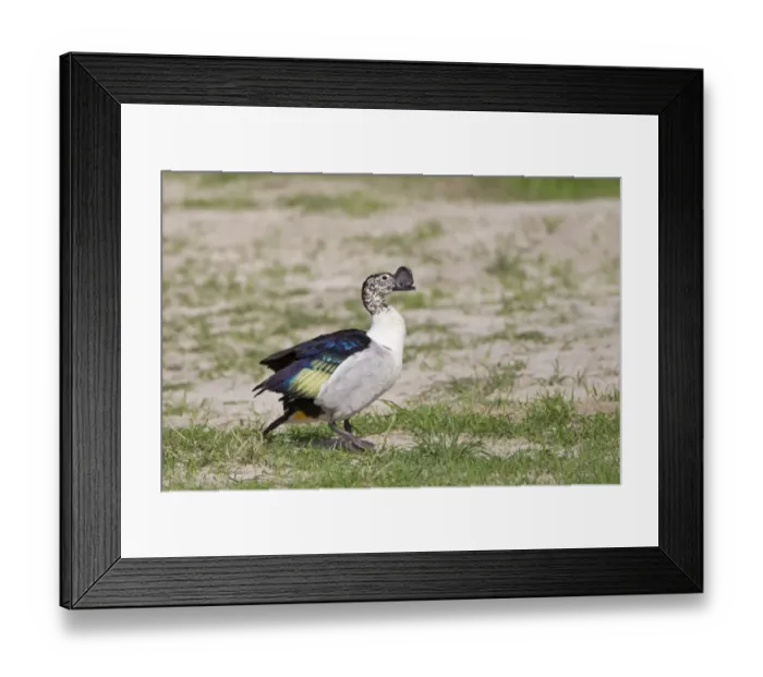 Framed Print : Knob-billed Goose (Sarkidiornis melanotos melanotos) adult male, walking, Okavango Delta, Botswana Framed Print : Knob-billed Goose (Sarkidiornis melanotos melanotos) adult male, walking, Okavango Delta, Botswana