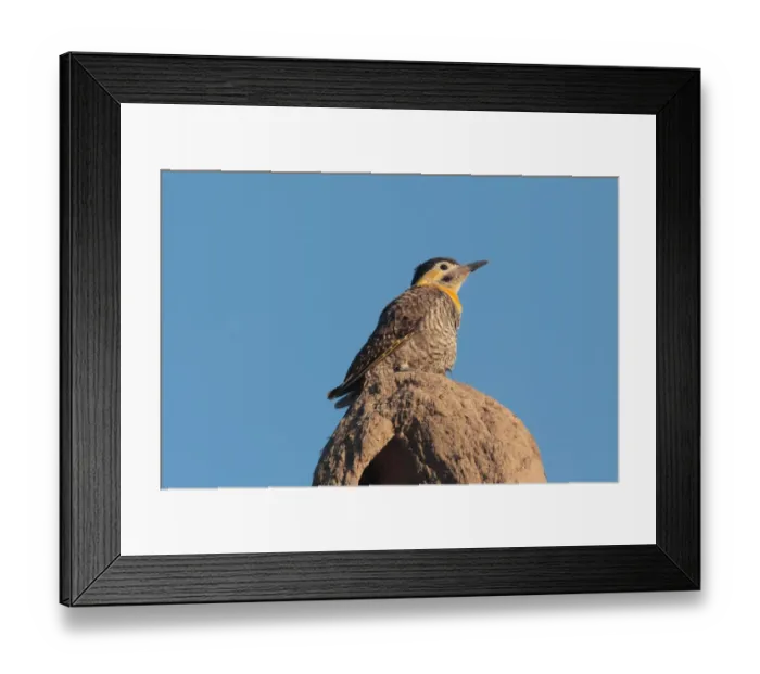 Framed Print : Field Flicker (Colaptes campestris campestroides) adult, perched on Hornero (Furnarius sp. ) mud nest, Colonia Carlos Pellegrini, Corrientes, Argentina, november