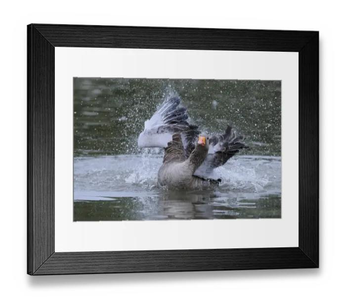 Framed Print : Greylag Goose (Anser anser) adult, bathing, Oxfordshire, England Framed Print : Greylag Goose (Anser anser) adult, bathing, Oxfordshire, England