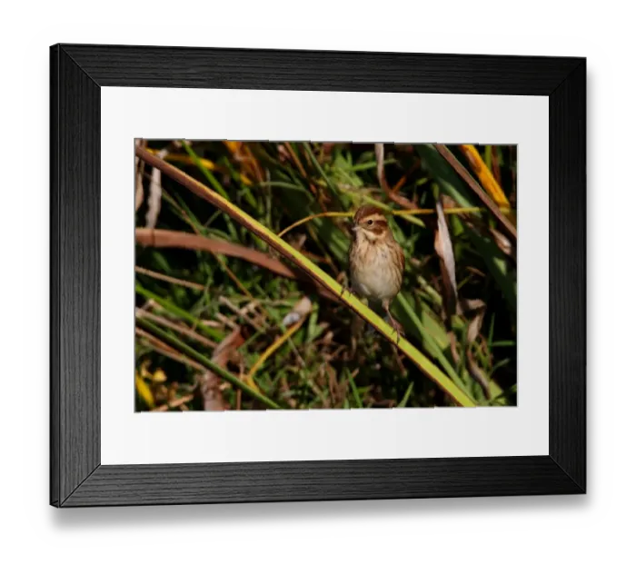 Framed Print : Reed Bunting (Emberiza schoeniclus) adult female, perched on Yellow Iris (Iris pseudacorus) leaf, Norfolk, England, october Framed Print : Reed Bunting (Emberiza schoeniclus) adult female, perched on Yellow Iris (Iris pseudacorus) leaf, Norfolk, England, october
