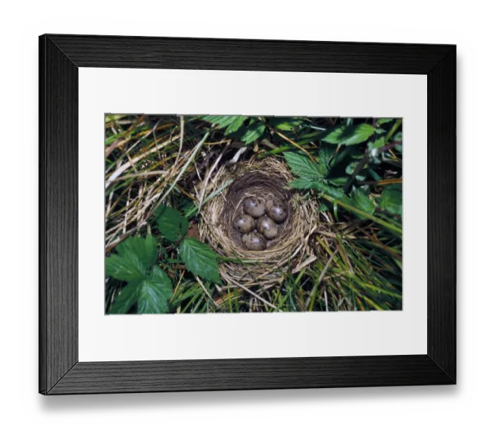 Framed Print : Reed Bunting (Emberiza schoeniculus) Nest with five eggs