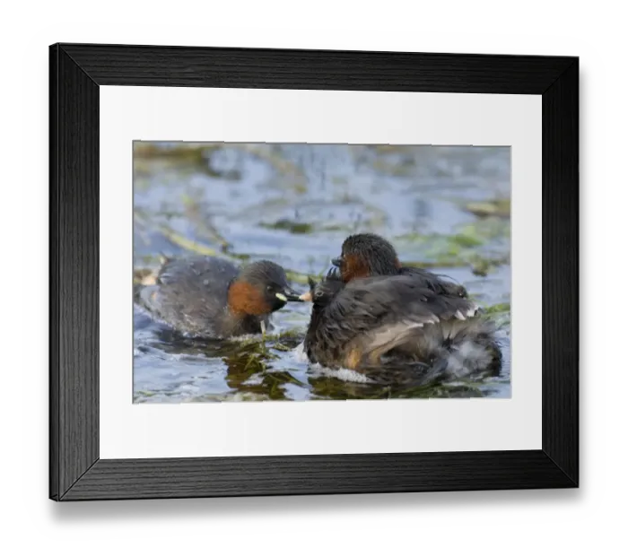 Framed Print : Little Grebe (Tachybaptus ruficollis) adult pair, with chick riding on back, swimming, Cley, Norfolk, England, august Framed Print : Little Grebe (Tachybaptus ruficollis) adult pair, with chick riding on back, swimming, Cley, Norfolk, England, august