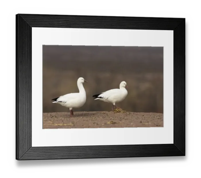 Framed Print : Ross's Goose (Anser rossii) two adults, walking at edge of field, Bosque del Apache National Wildlife Refuge, New Mexico, U. S. A